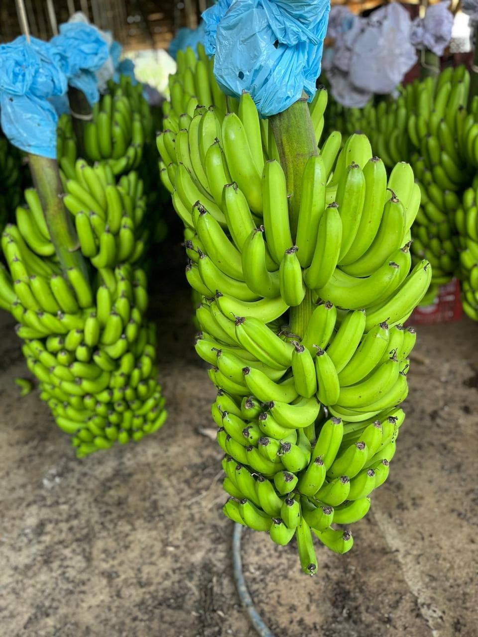 Qualidade das frutas